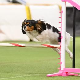 Cavalier King Charles Spaniel All Grown Up from Campbell’s Cavaliers
