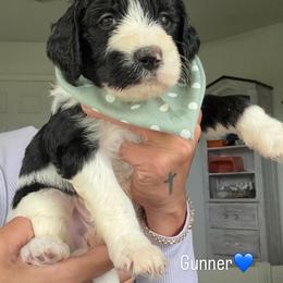 Gunner - Black and white male Assorted Doodle Crosses puppy in Port Saint Lucie, Florida from Sommerdoodle