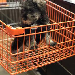 Miniature Schnauzer Puppies from Parsons’ Kennels