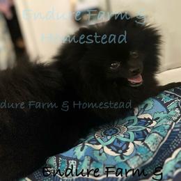Pickle - Pomeranian