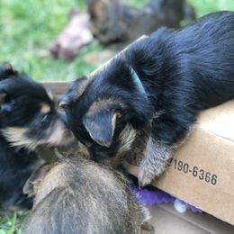 Australian Terrier Puppies from Firewalker Australian Terriers