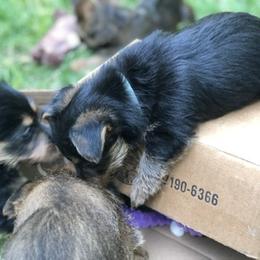 Australian Terrier Puppies from Firewalker Australian Terriers