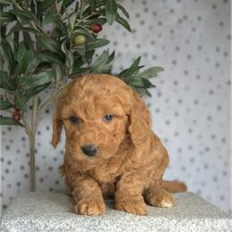 Raya - Red  female Goldendoodle puppy in Apopka, Florida from Rae Precious Puppies