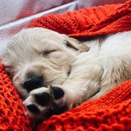 Golden Retriever Puppies from Great Lakes Golden Retreivers