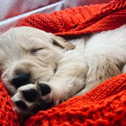 Golden Retriever Puppies from Great Lakes Golden Retreivers