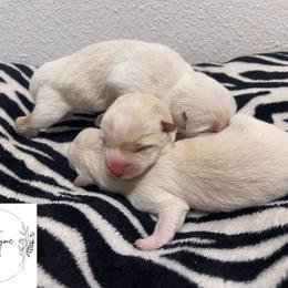 Shiba Inu Puppies from EndThyme Acres