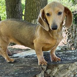 Blair - Sable female Dachshund puppy in Industry, Illinois from KDKs Kennels