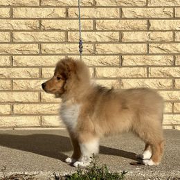 Dalmatian and Shetland Sheepdog Puppies from Karmayne Kennels