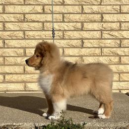 Dalmatian and Shetland Sheepdog Puppies from Karmayne Kennels
