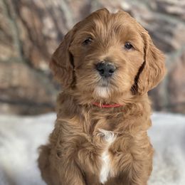 Goldendoodles from Willow Tree Goldendoodles