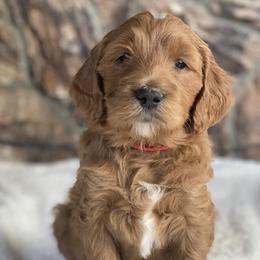 Goldendoodles from Willow Tree Goldendoodles