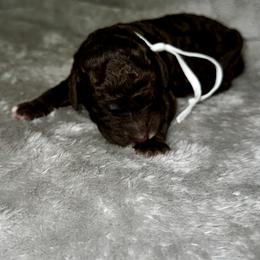 White collar - Chocolate female Goldendoodle puppy in Sanderson, Florida from Serenity Goldendoodles