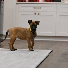 Leti - Fawn Belgian Malinois puppy in Dade City, Florida from Vom Chircop Malinois