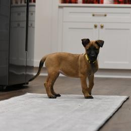 Leti - Fawn Belgian Malinois puppy in Dade City, Florida from Vom Chircop Malinois