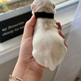 Cockapoo and Cocker Spaniel Puppies from Rome & Reign Farm