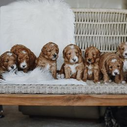 Goldendoodles from Sunset Grove