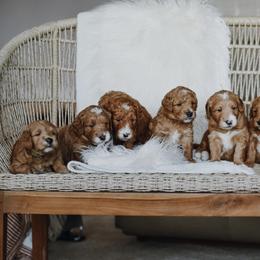 Goldendoodles from Sunset Grove