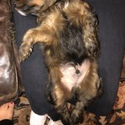 Whoodle Puppies from Whoodles of Love
