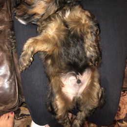 Whoodle Puppies from Whoodles of Love