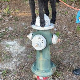 Poodle All Grown Up from Caelestis Poodles