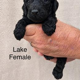 Lake - Black female Poodle puppy in Woodleaf, North Carolina from Circle T Ranch K9s