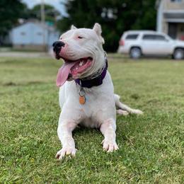 Dogo Argentinos from QuipTownDogos