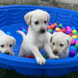 Labrador Retriever Puppies from Luvable AZ Labs