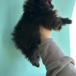 Faith - Black female Pomeranian puppy in Childersburg, Alabama from A Sample Of Gods Love Kennels
