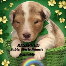 Chantilly Lace Candy Girl - Sable merle and white female Shetland Sheepdog puppy in Youngsville, North Carolina from Country Acres Shetland Sheepdogs
