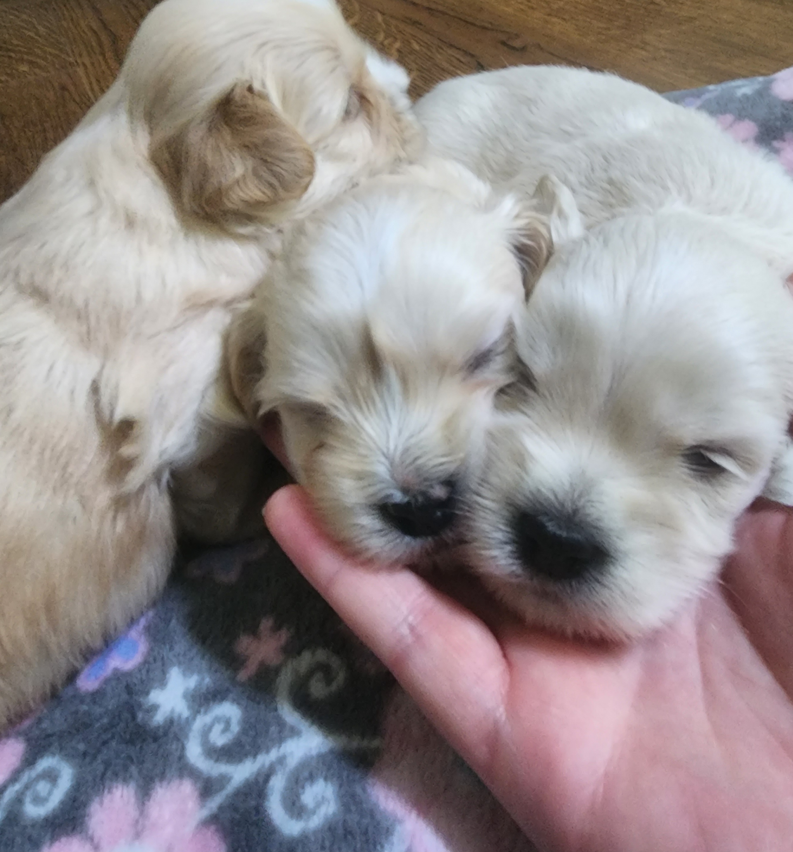 Havanese Puppies from Sweet Southern Havanese