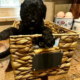 Orange collar - Black male Goldendoodle puppy in Sanderson, Florida from Serenity Goldendoodles
