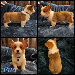 Pembroke Welsh Corgi Puppies from STR Corgis