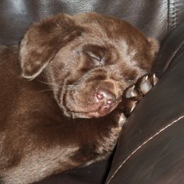 Labrador Retriever Puppies from Shadybry Labradors
