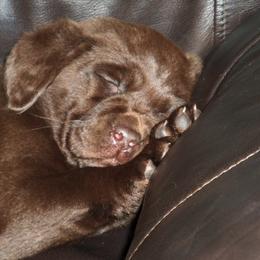 Labrador Retriever Puppies from Shadybry Labradors