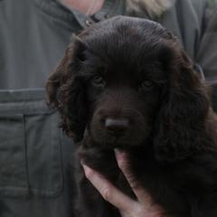 Boykin Spaniel Puppies from Bayhill Boykins