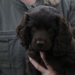 Boykin Spaniel Puppies from Bayhill Boykins