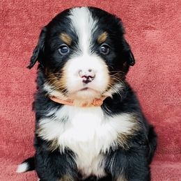 Orange Collar Male - Black rust and white male Bernese Mountain Dog puppy in Bristol, Tennessee from Holston Hollow Farm