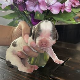 Boy 1 - male English Springer Spaniel puppy in Vacaville, California from Goldridge Springers