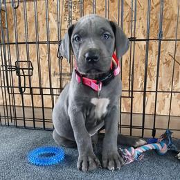 Tauriel - Blue female Great Dane puppy in Marshall, Michigan from Dream K9