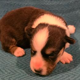 Toast - Black and white male Cardigan Welsh Corgi puppy in Larsen, Wisconsin from Pondside Kennels