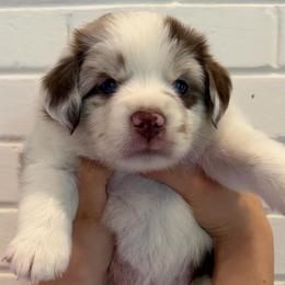Bingsu: (Shaved Ice) - Red merle female Miniature Australian Shepherd puppy in Clarksville, Tennessee from Southern Oak Pups