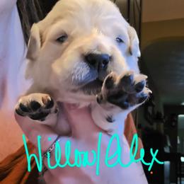 Puppy - Light golden female Golden Retriever puppy in Waynesburg, Ohio from Avalon English Retrievers