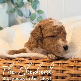 The Shepherd - Apricot male Goldendoodle puppy in Livermore, Colorado from Heritage Hills Family Doodles