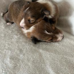 Shetland Sheepdog puppies from Cedar Hill Kennels