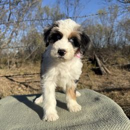 Tennessee - Blue merle female Aussiedoodle puppy in Eastland, Texas from H5 Mini Doodles