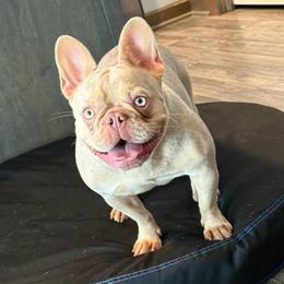 Lottie - French Bulldog
