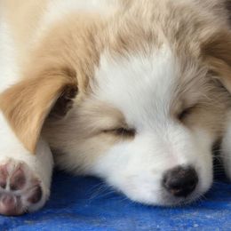 Australian Shepherds from RootsDeep Australian and Miniature American Shepherds