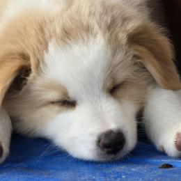 Australian Shepherds from RootsDeep Australian and Miniature American Shepherds
