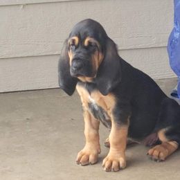 Bloodhound Puppies from KRC Ozark Mountain Bloodhounds