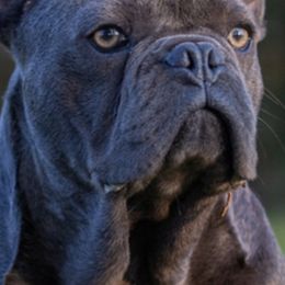French Bulldogs from Lorie's French Bulldogs